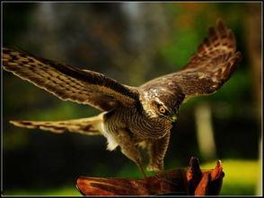 训鹰方法视频,跟随视频学习专业驯鹰方法