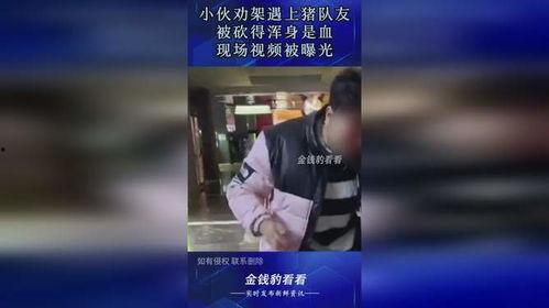 猪队友视频,一场爆笑的团队协作灾难