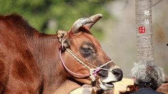 公牛交配母牛视频,科学视角下的繁殖奥秘