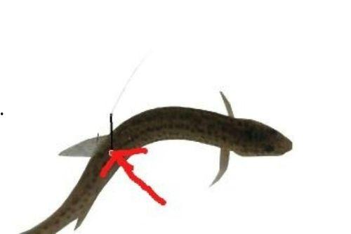 泥鳅钓翘嘴视频,实战技巧与视频解析