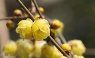 腊梅嫁接视频,传承与创新之美