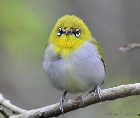 灰腹绣眼鸟叫声视频,灰腹绣眼鸟独特叫声揭秘