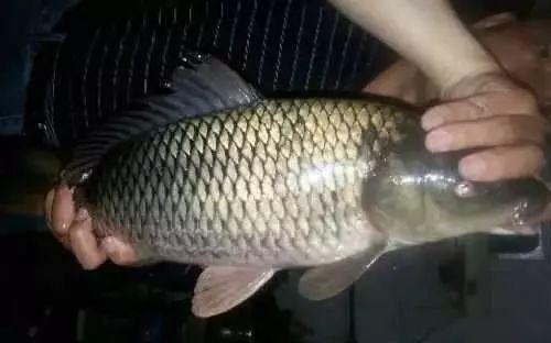 夜钓鲤鱼技巧视频,视频详解助你一网打尽