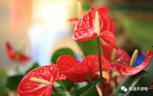 报花名视频,一瞥传统民俗魅力